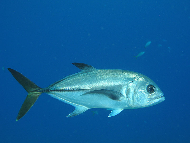 Guadeloupe - photo n° 188