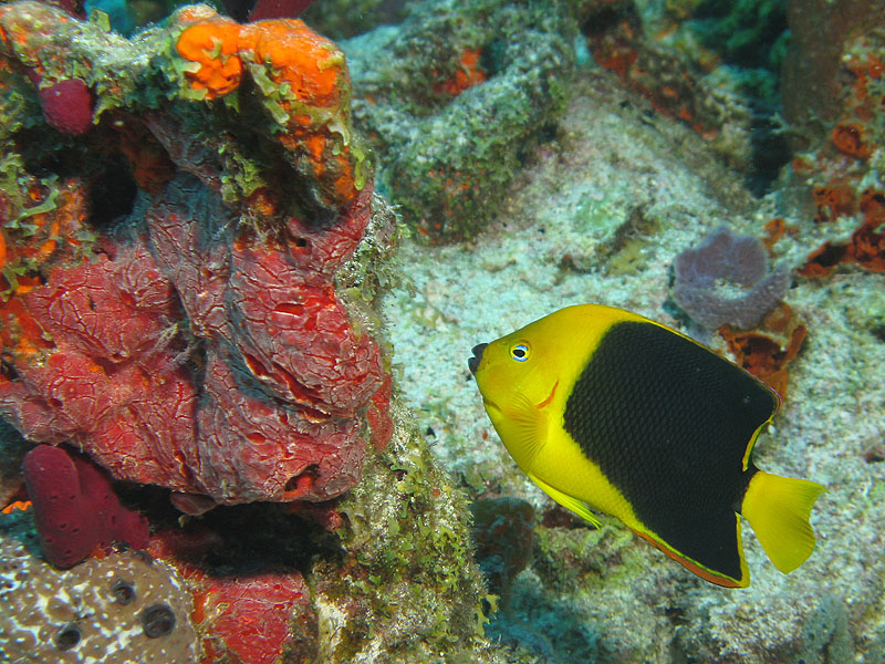 Guadeloupe - photo n° 189