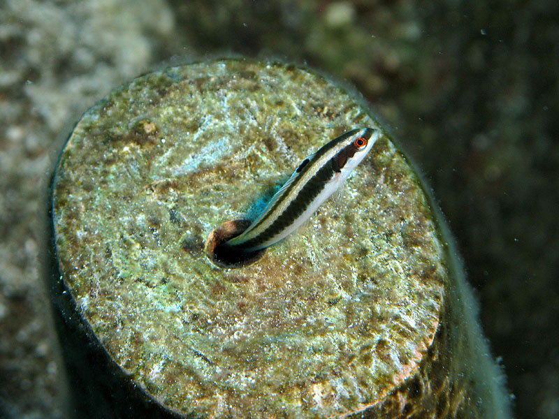 Guadeloupe - photo n° 190