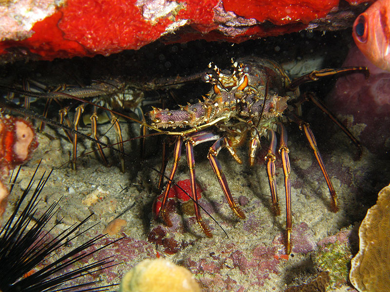 Guadeloupe - photo n° 191