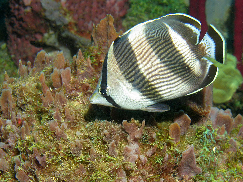 Guadeloupe - photo n° 193
