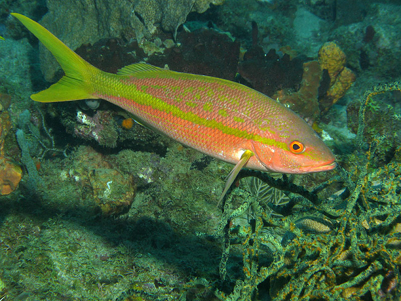 Guadeloupe - photo n° 194