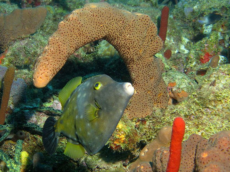 Guadeloupe - photo n° 195