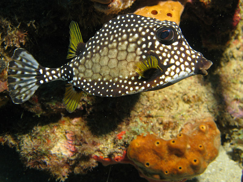 Guadeloupe - photo n° 197