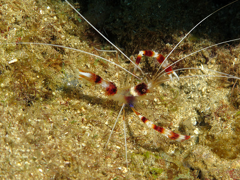 Guadeloupe - photo n° 198