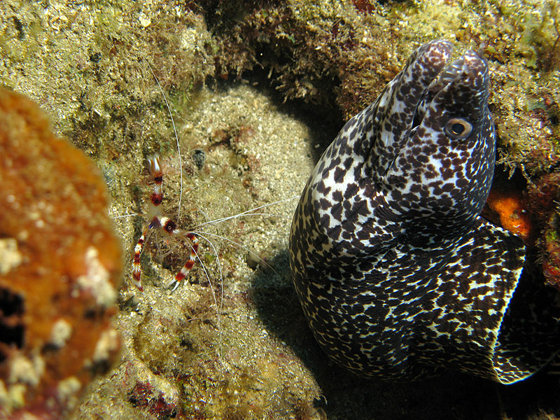 Guadeloupe - photo n° 199