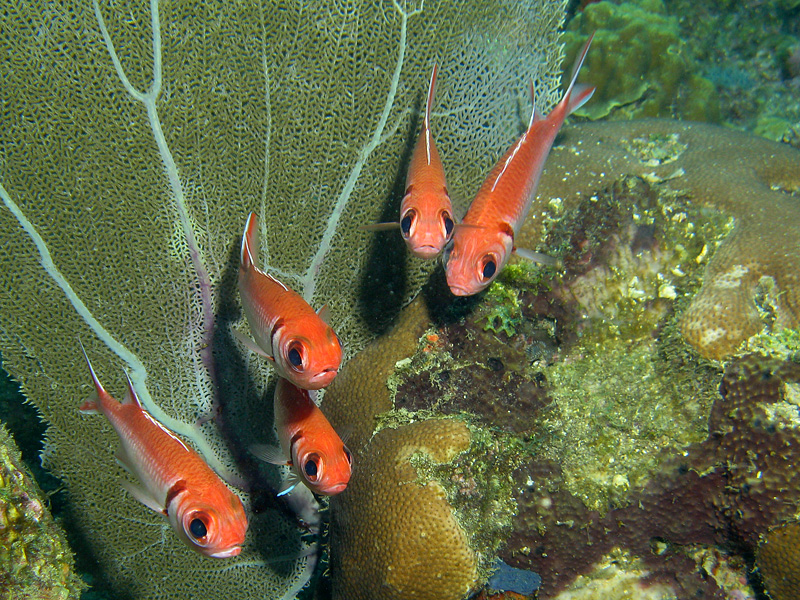 Guadeloupe - Poissons soldats à barre noire