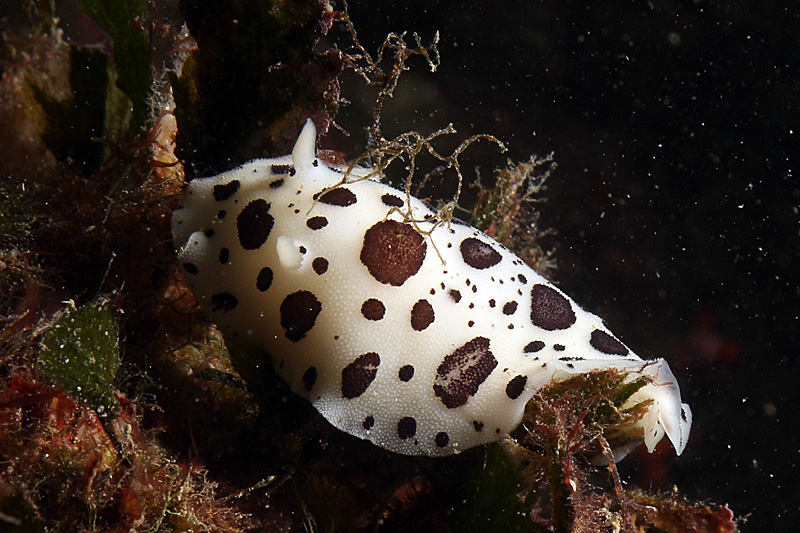 Llança - Doris dalmatien