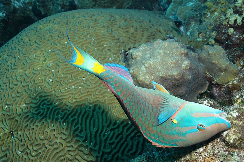 Oil Slick Leap (Pl. n° 4)