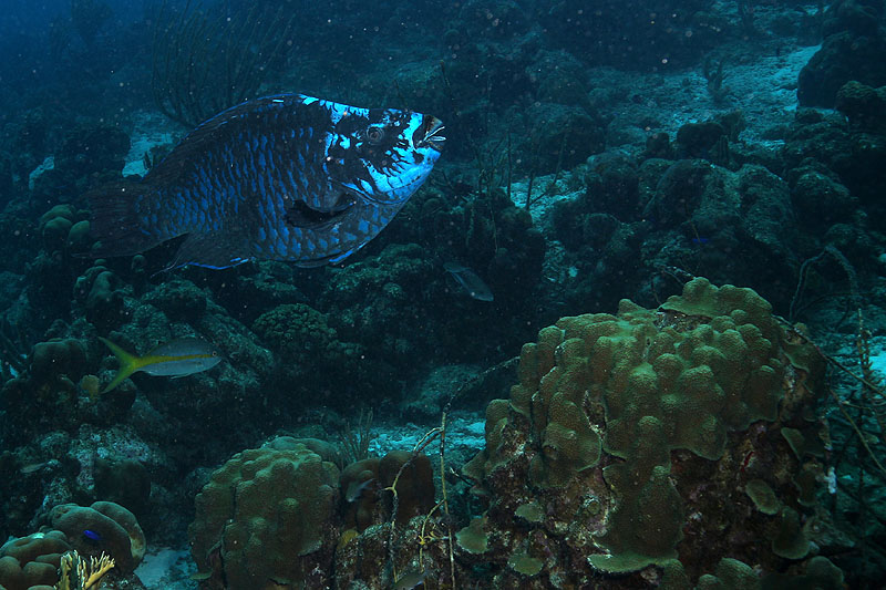 Oil Slick Leap (Pl. n° 4)
