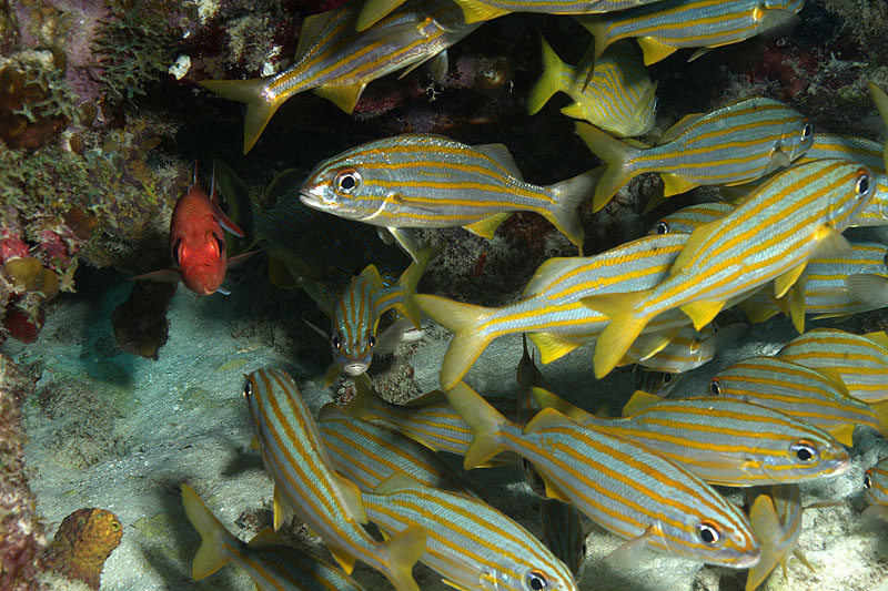 Oil Slick Leap (Pl. n° 4)