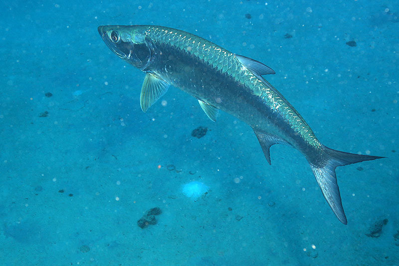 Epave Hilma Hooker (Pl. n° 12)