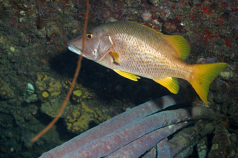 Epave Hilma Hooker (Pl. n° 12)