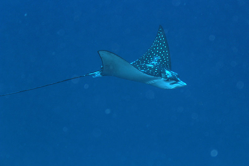 Epave Hilma Hooker (Pl. n° 12)
