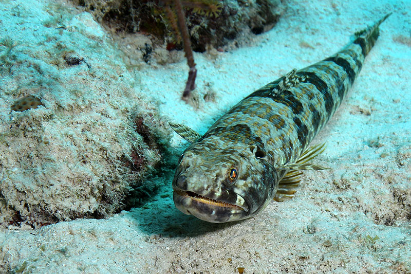 Epave Hilma Hooker (Pl. n° 12)