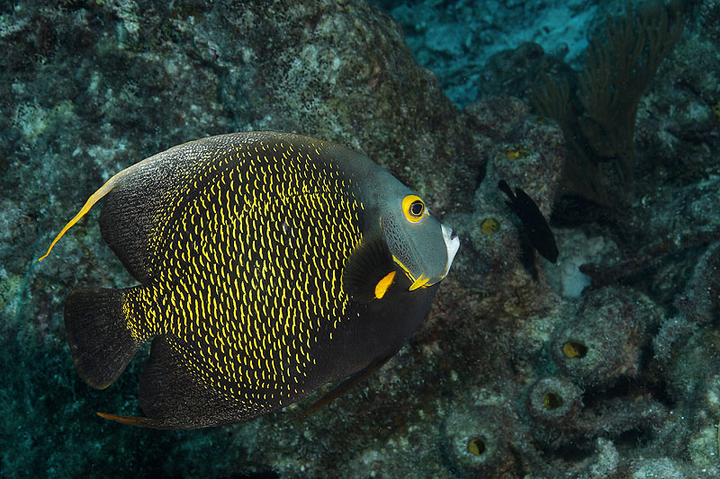 Epave Hilma Hooker (Pl. n° 12)