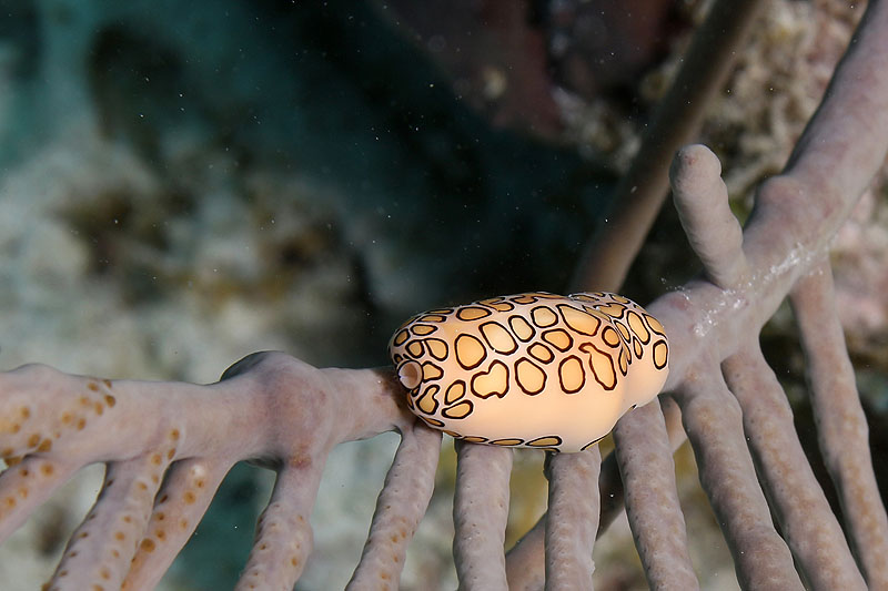 Epave Hilma Hooker (Pl. n° 12)