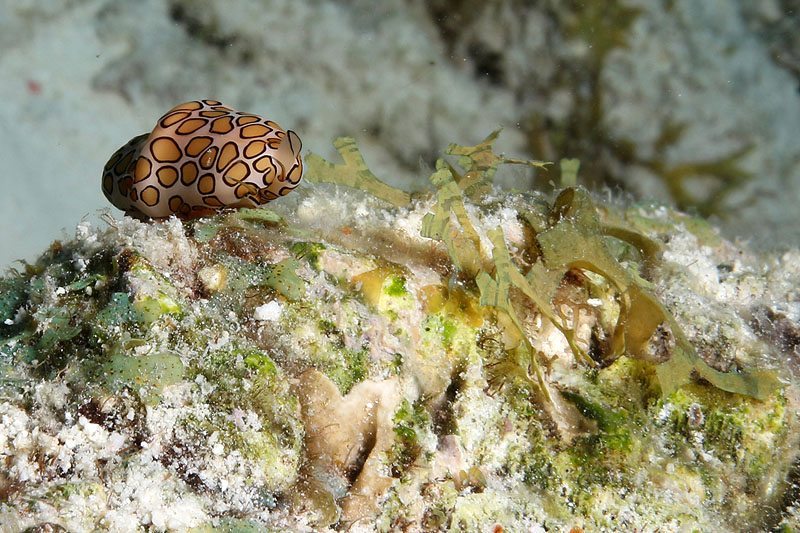 Epave Hilma Hooker (Pl. n° 12)