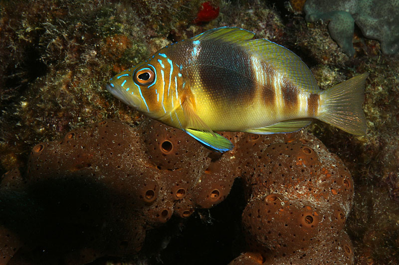 Weber s Joy (Pl. n° 26)
