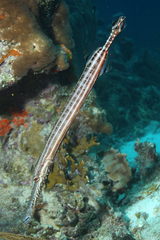Weber s Joy (Pl. n° 26)