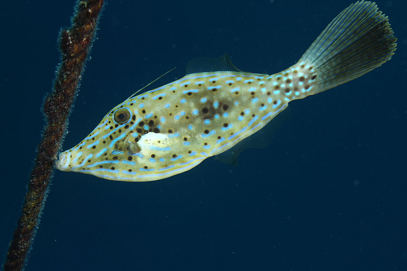 Epave Hilma Hooker (Pl. n° 30)