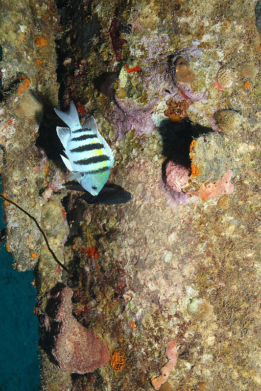 Epave Hilma Hooker (Pl. n° 30)