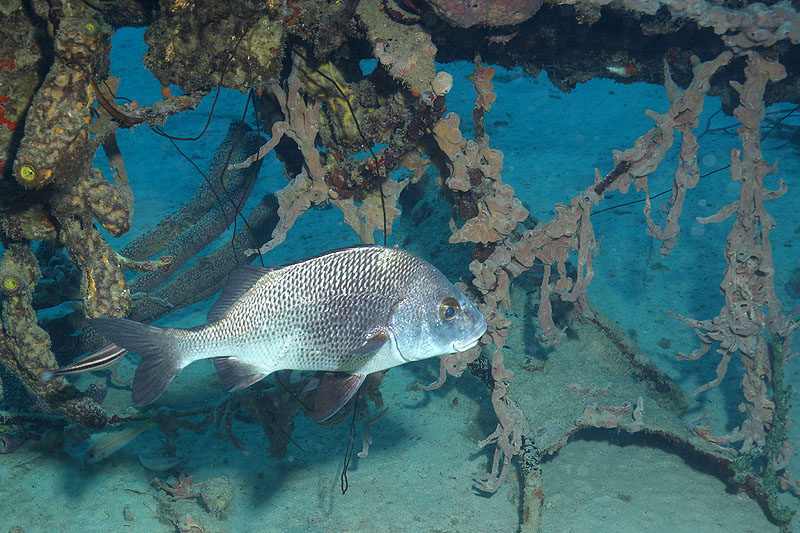 Epave Hilma Hooker (Pl. n° 30)