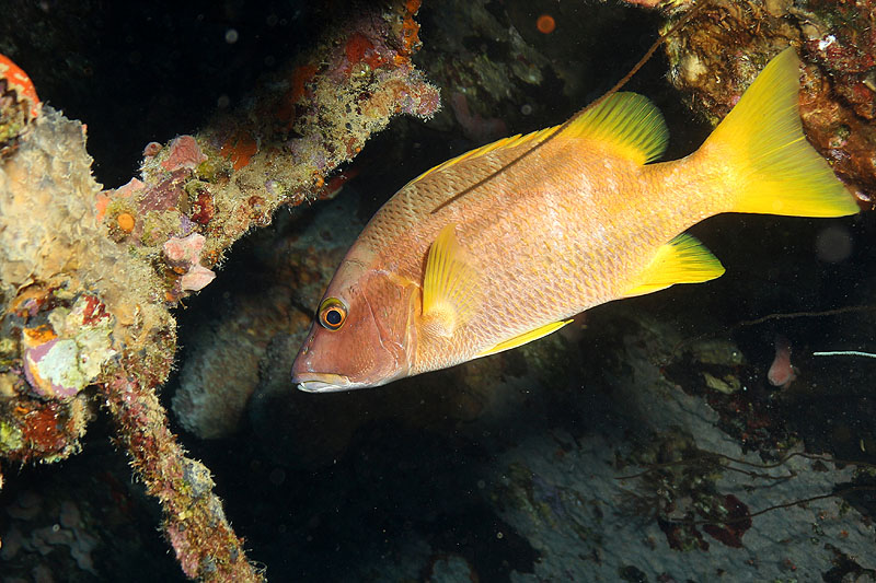 Epave Hilma Hooker (Pl. n° 30)
