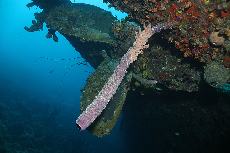 Epave Hilma Hooker (Pl. n° 30)