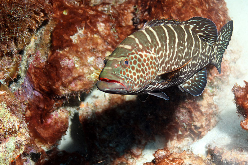 Epave Hilma Hooker (Pl. n° 30)