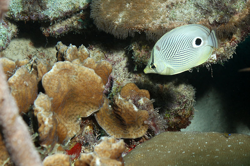Epave Hilma Hooker (Pl. n° 30)