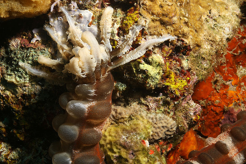 Pemuteran - [q]Napoleon Reef[q] (Pl. n° 01)