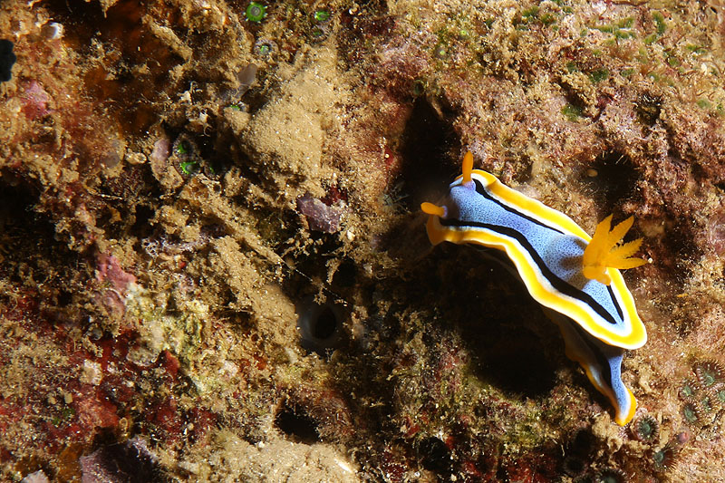 Pemuteran - [q]Napoleon Reef[q] (Pl. n° 01)