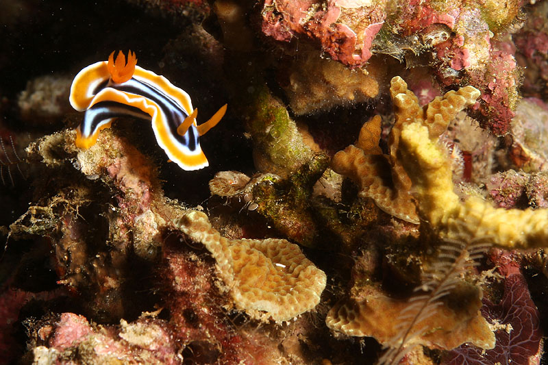 Menjangan - [q]Nico s Reef[q] (Pl. n° 05)