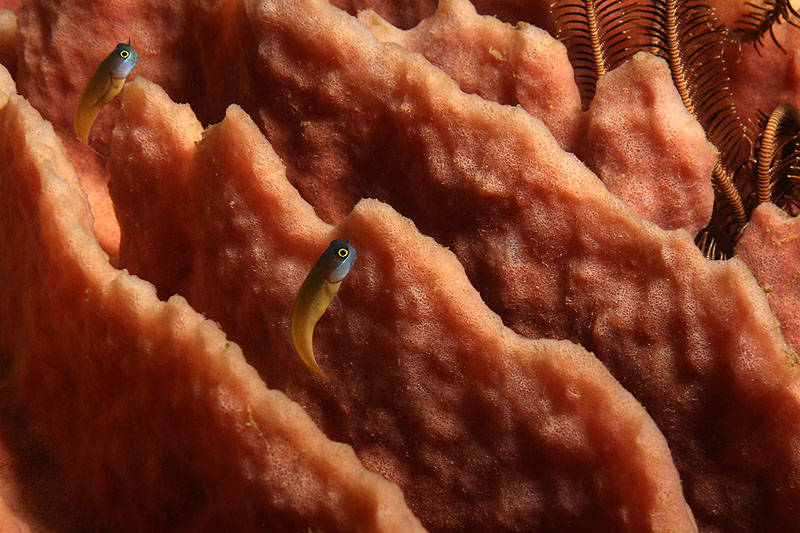 Pemuteran - [q]Deep Reef[q] (Pl. n° 07)