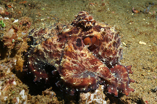 BALI - Amed - [q]Bunutan Reef[q] (Pl. n° 17)
