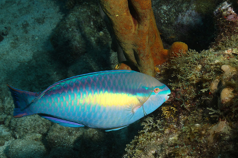 Guadeloupe - photo n° 162