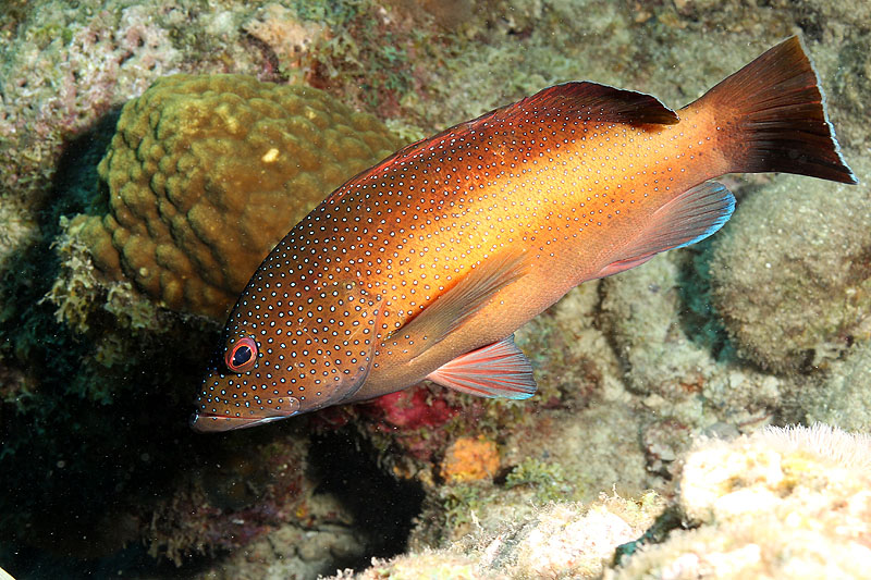 Guadeloupe - photo n° 163