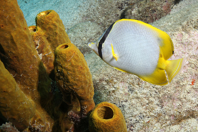Guadeloupe - photo n° 164