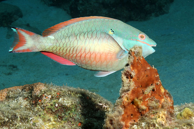 Guadeloupe - photo n° 165