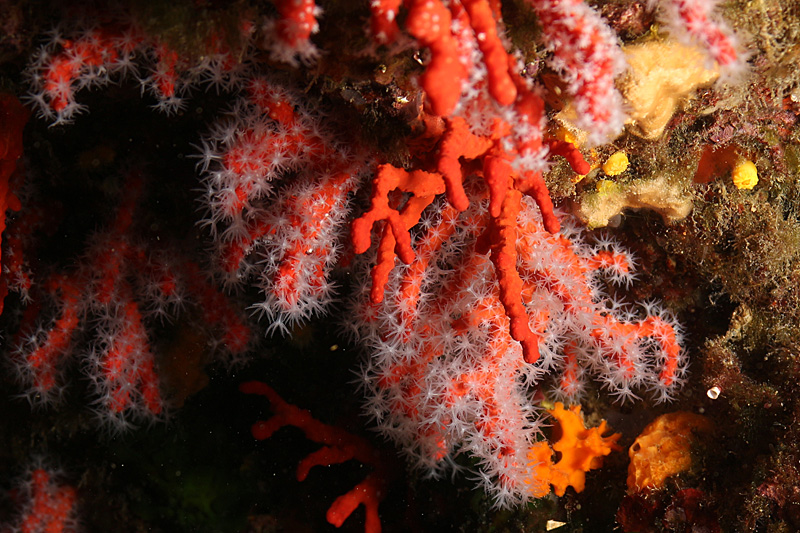 Estartit - Corail rouge de Méditerranée