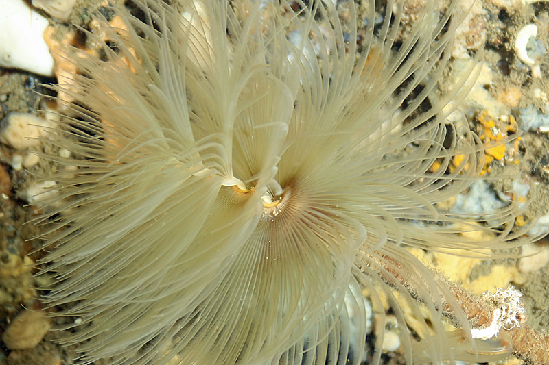 Estartit - Spirographe
