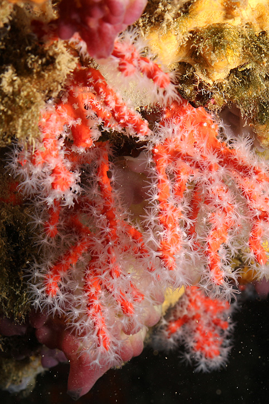 Estartit - Corail rouge de Méditerranée