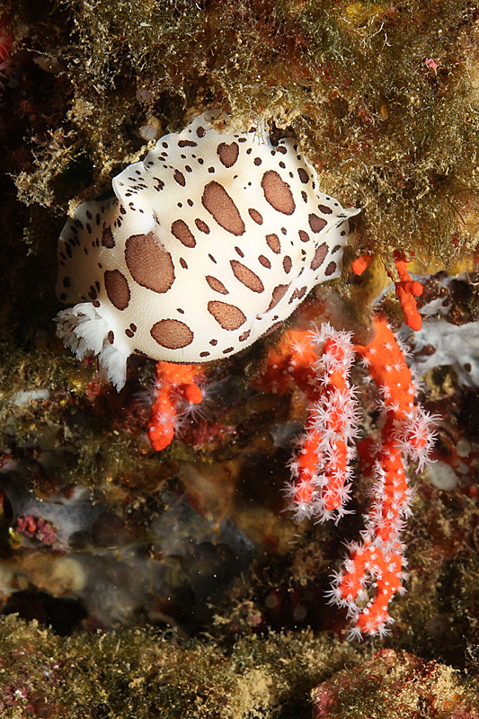 Estartit - Doris dalmatien & Corail rouge