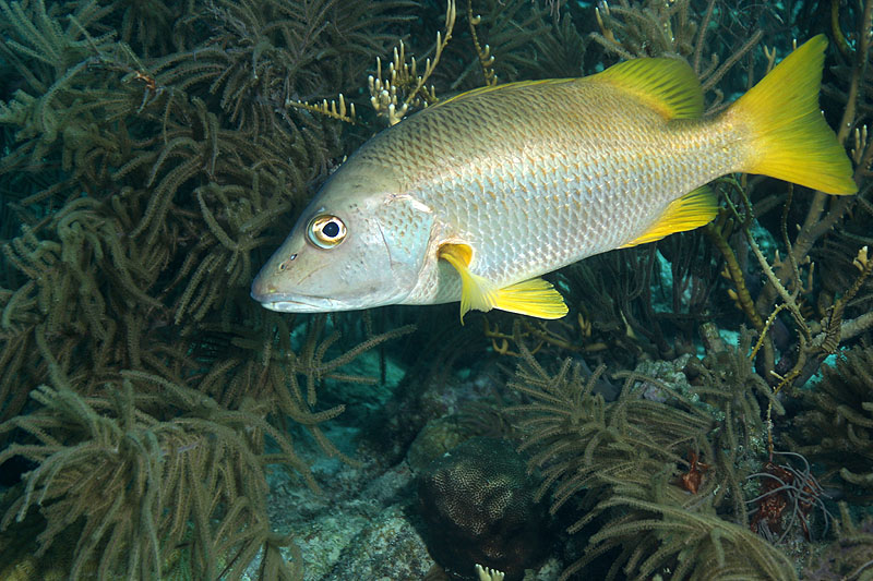 Epave Hilma Hooker (Pl. n° 10)