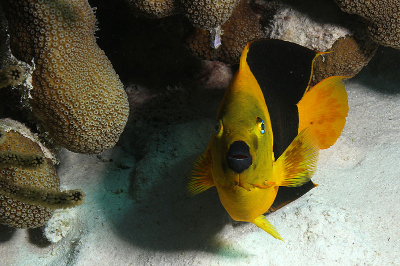 Epave Hilma Hooker (Pl. n° 10)