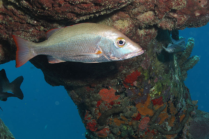 Salt Pier (Pl. n° 16)
