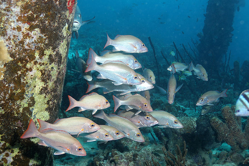 Salt Pier (Pl. n° 19)