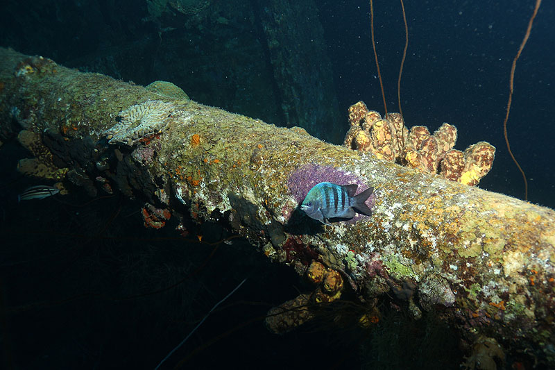 Epave Hilma Hooker (Pl. n° 20)