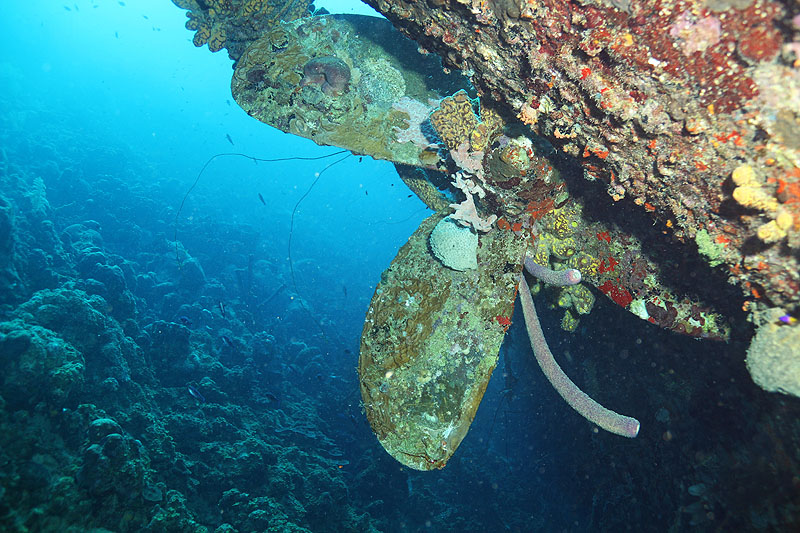 Epave Hilma Hooker (Pl. n° 20)